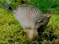Hygrophorus camarophyllus